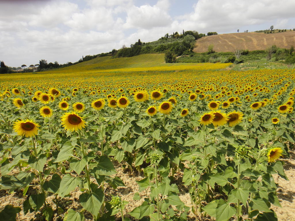 Tenuta Di Colle Alberti Agriturismo Villa Cerreto Guidi Esterno foto