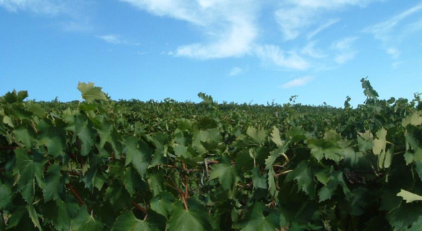 Tenuta Di Colle Alberti Agriturismo Villa Cerreto Guidi Esterno foto